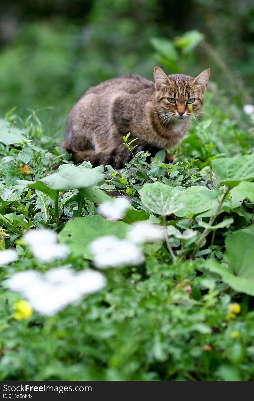 Gray cat