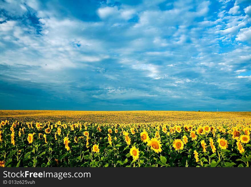 A field of sunflowers, in the south of Ukraine