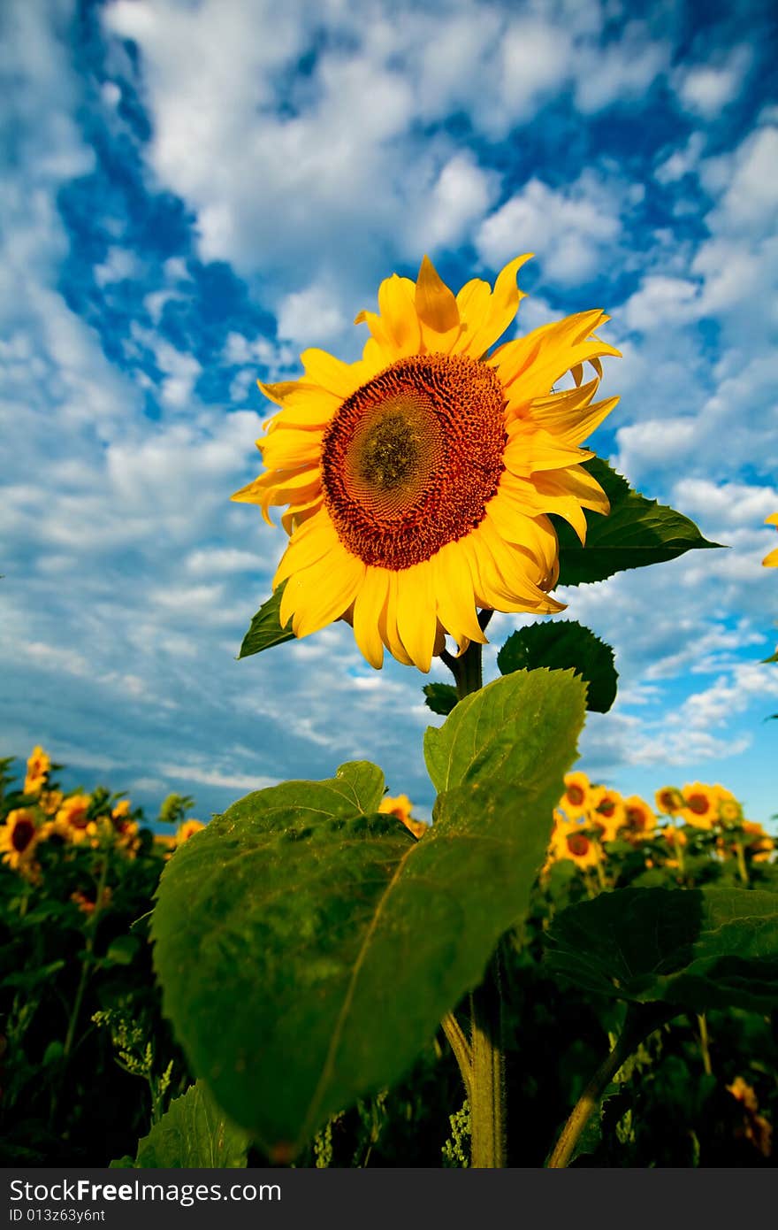 An image of sunflower on background of blue sky. An image of sunflower on background of blue sky