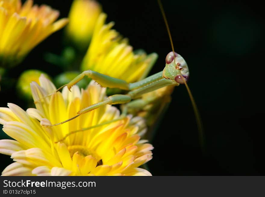 Praying Mantis