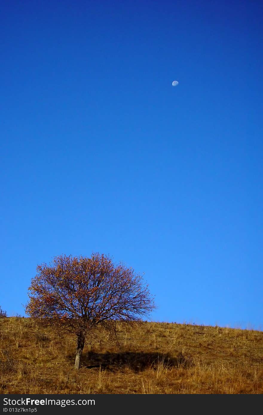 A tree on yellow grassland under moon. A tree on yellow grassland under moon