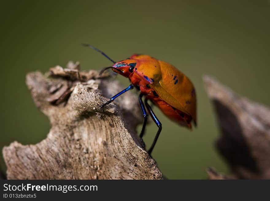 Orange Cotton Harlequin Bug