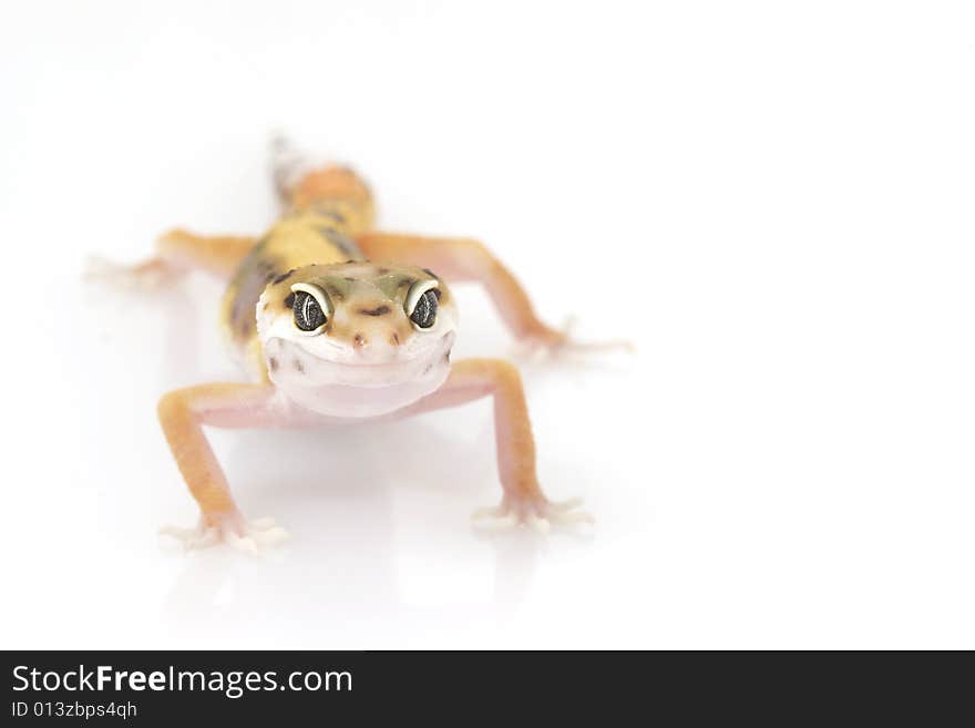 Leopard Gecko (Eublepharis macularius) on white background