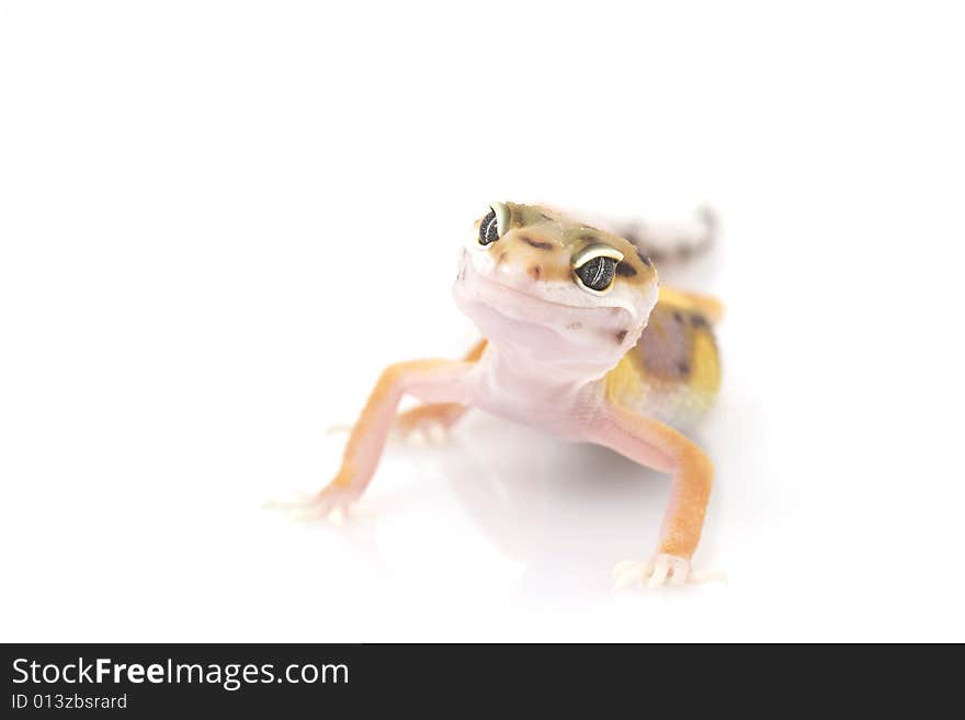 Leopard Gecko (Eublepharis macularius) on white background