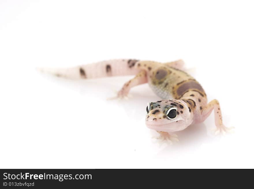 Leopard Gecko (Eublepharis macularius) on white background