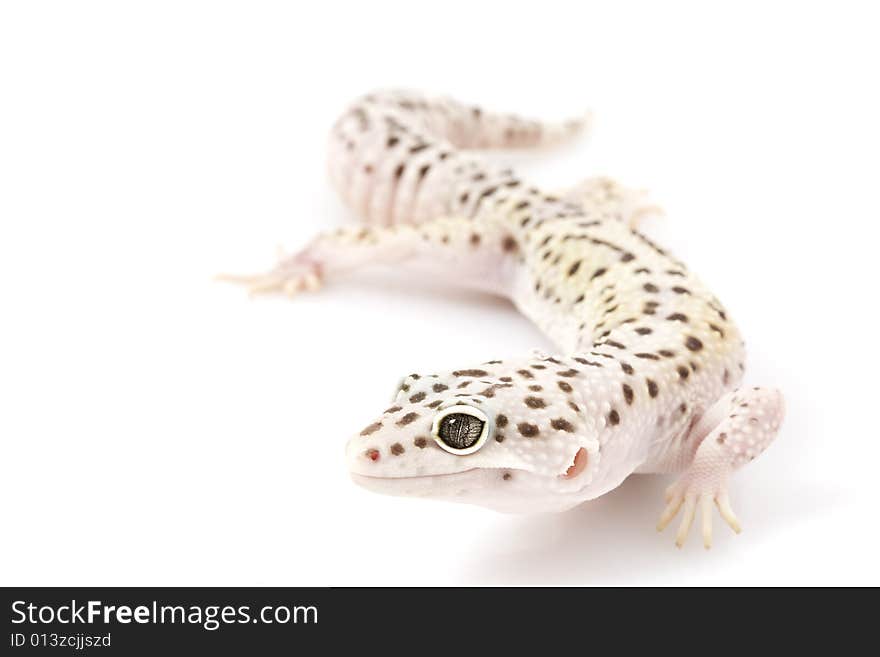 Leopard Gecko (Eublepharis macularius) on white background