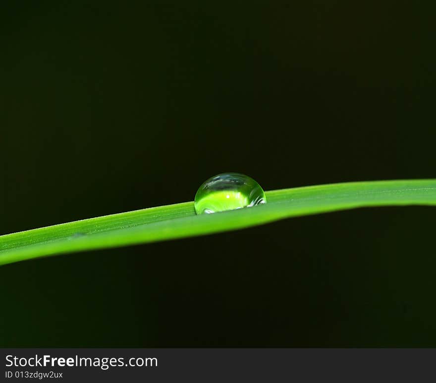 Dew drop on a blade of grass