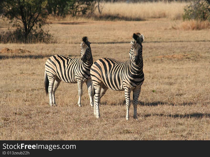 Two Zebra looking toward the camera.