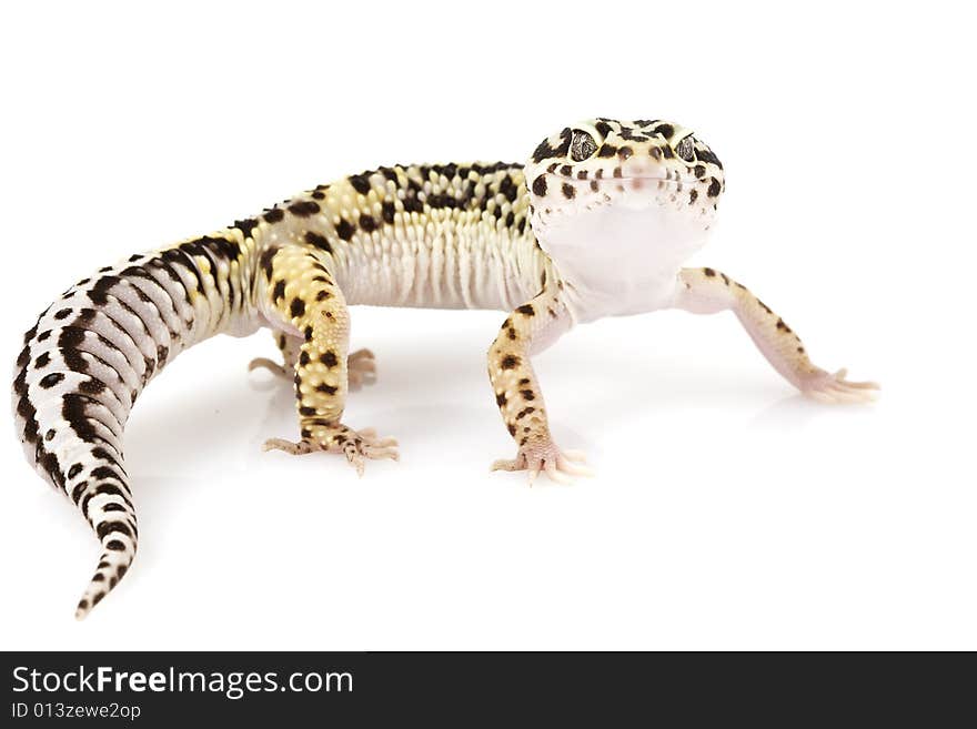 Leopard Gecko (Eublepharis macularius) on white background