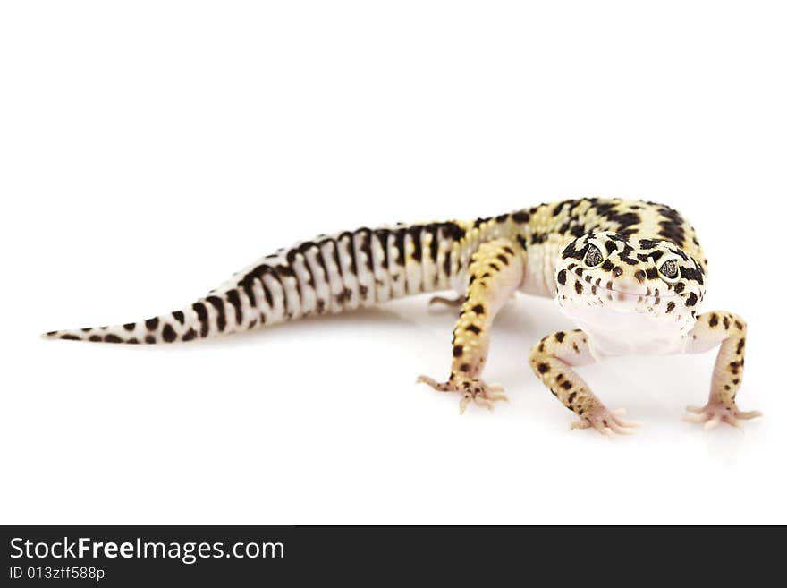 Leopard Gecko (Eublepharis macularius) on white background