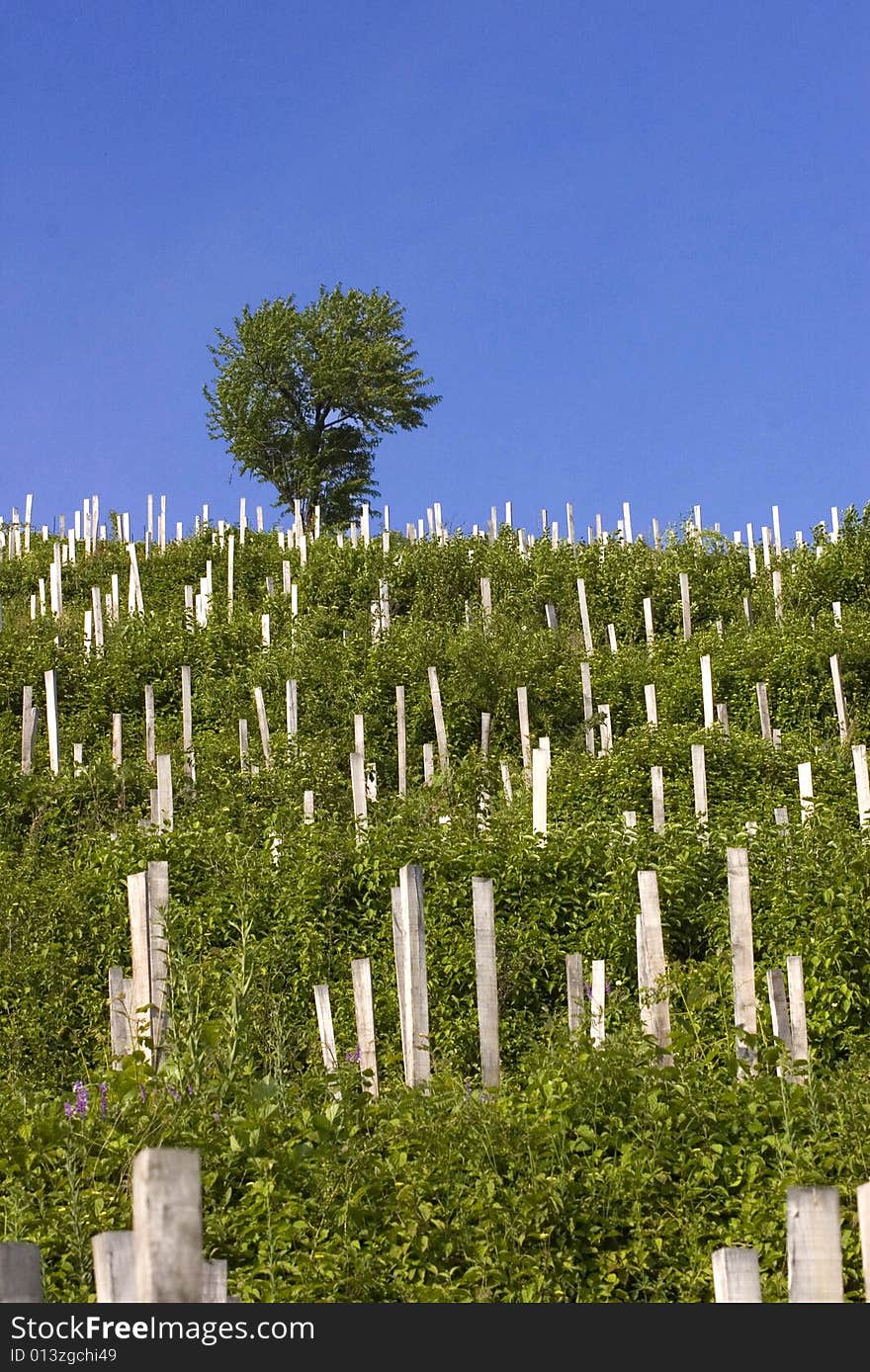 Grape plantation on the mountainside