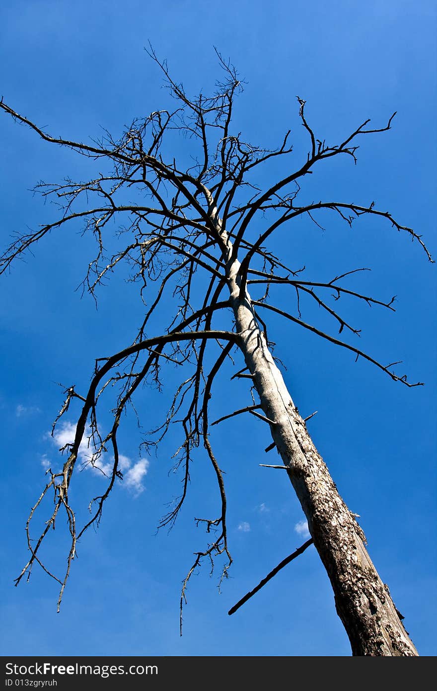 Old tree on blue sky and clouds