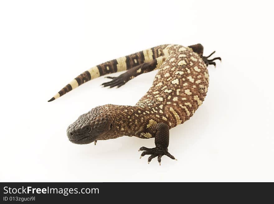 Mexican Beaded Lizard (Heloderma horridum) on white background.