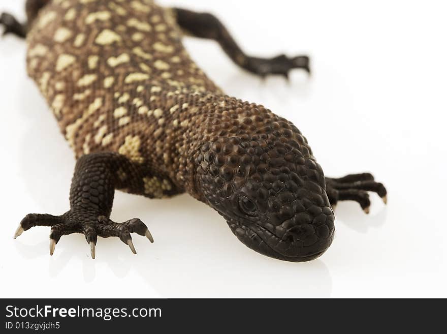 Mexican Beaded Lizard (Heloderma horridum) on white background.