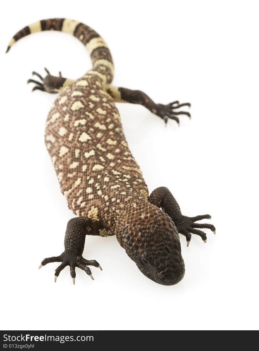 Mexican Beaded Lizard (Heloderma horridum) on white background.