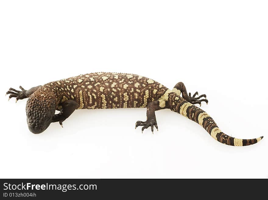 Mexican Beaded Lizard (Heloderma horridum) on white background.