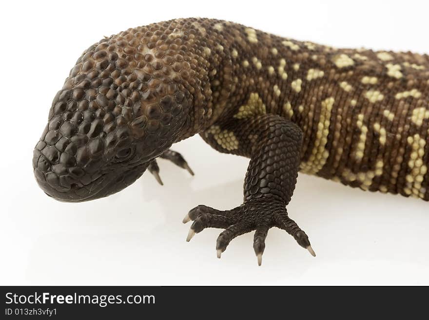 Mexican Beaded Lizard (Heloderma horridum) on white background.