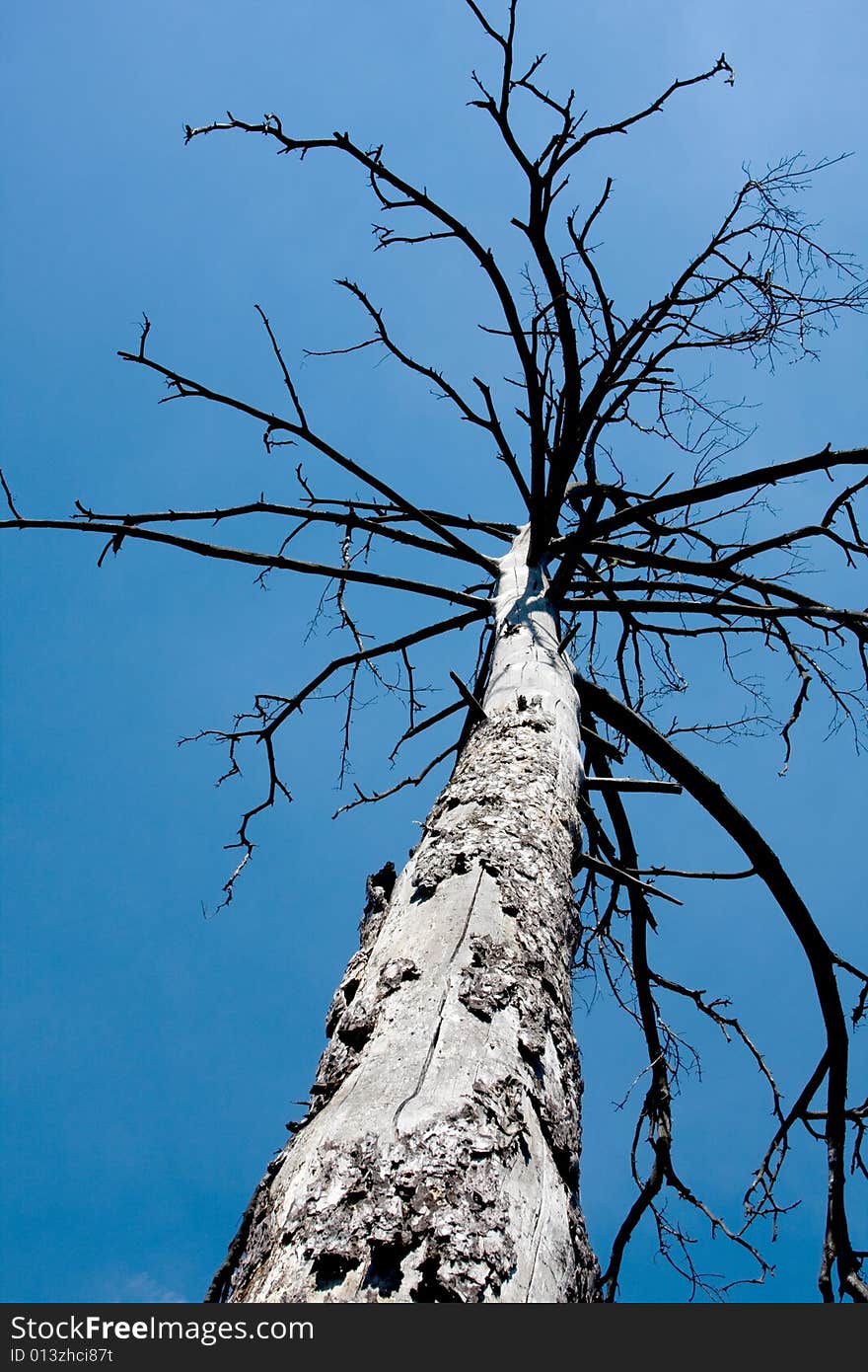 Old tree in blue sky