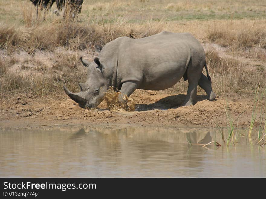 Rhino taking a mud bath. Rhino taking a mud bath.