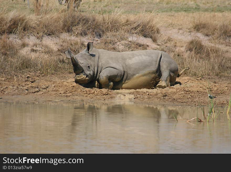 Rhino taking a mud bath. Rhino taking a mud bath.