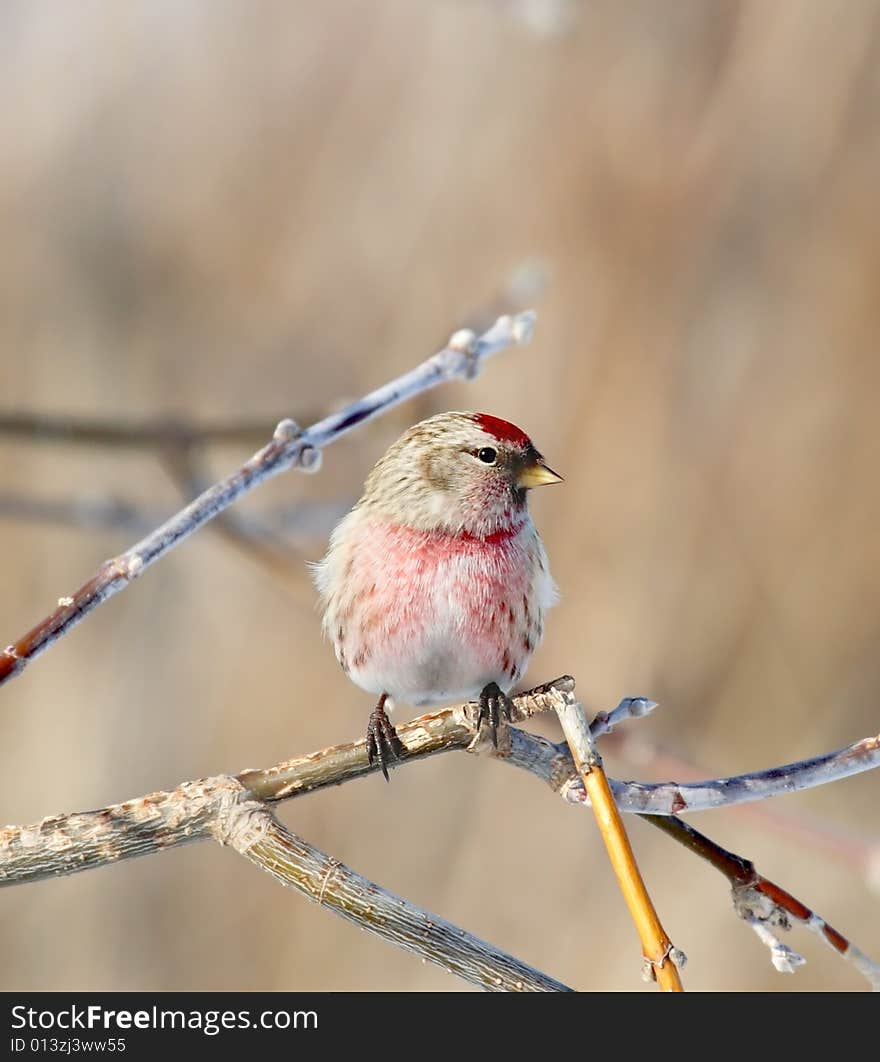 Bird on the branc. Russian nature, wilderness world.