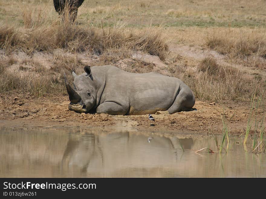 Rhino taking a mud bath. Rhino taking a mud bath