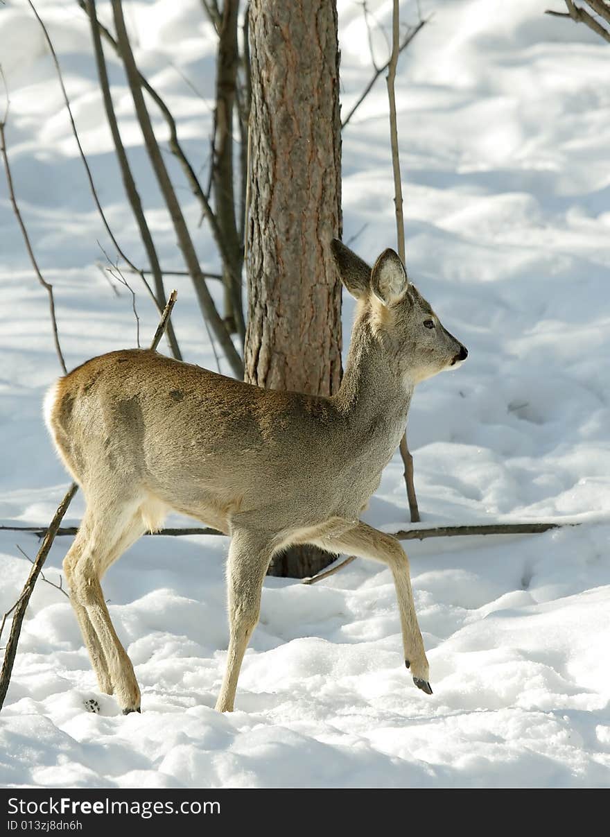 Roe deer.