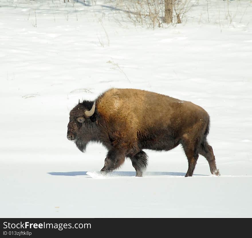 Great bison. Russian nature, wilderness world.