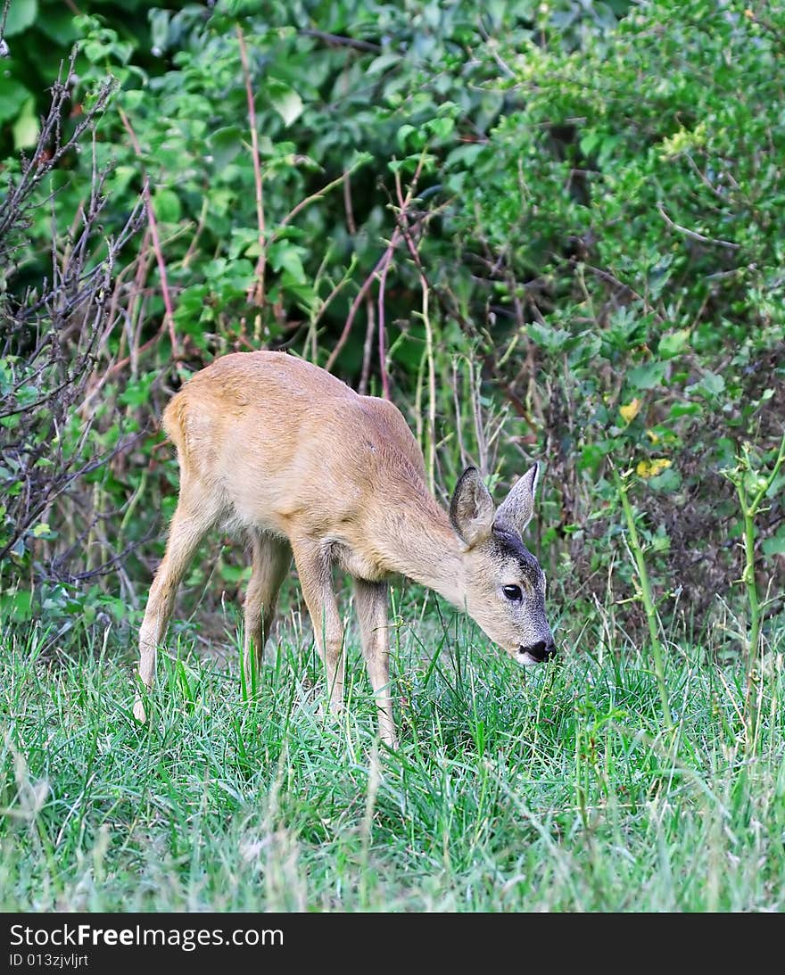 Roe deer. Russian nature, wilderness world.