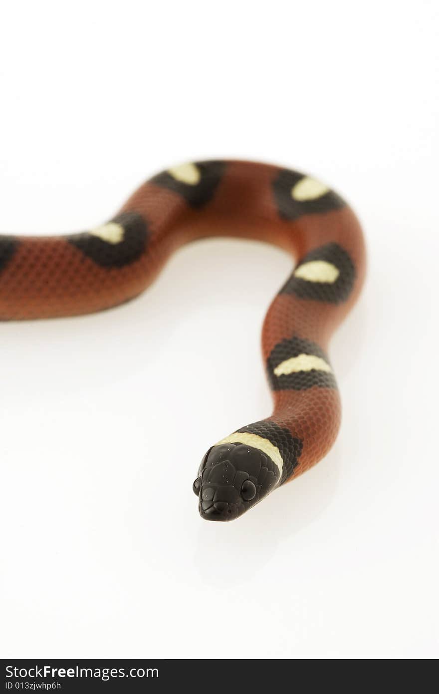 Spotted Mexican Milk Snake (Lampropeltis triangulum annulata) on white background