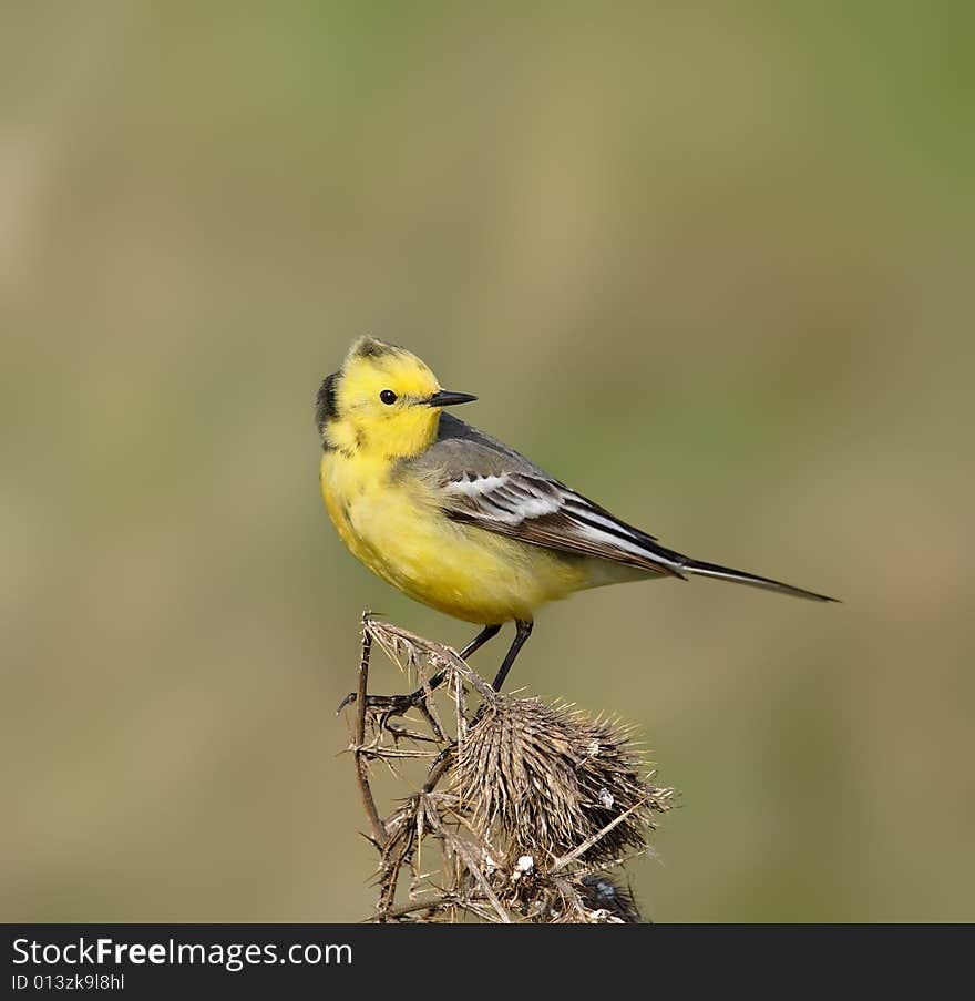 Yellow wagtail.