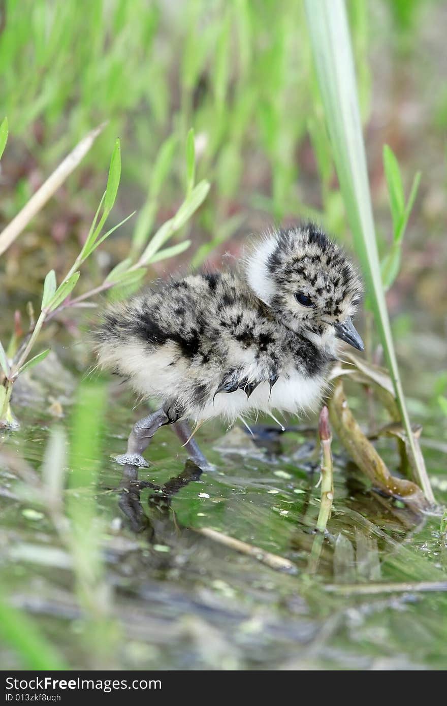 Lapwing.