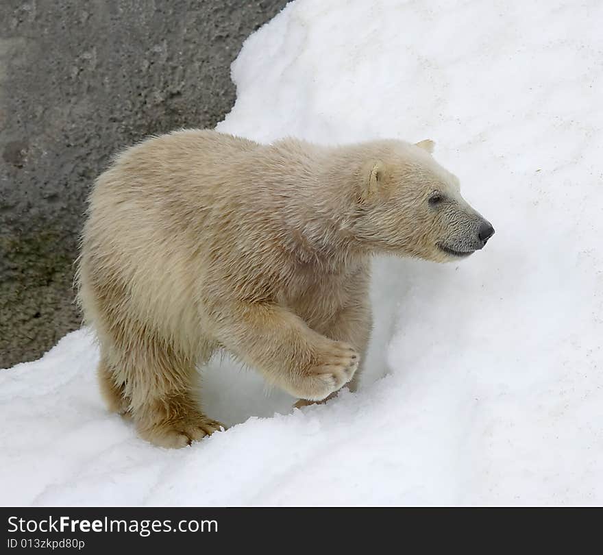 Great white north bear. Russian nature, wilderness world.