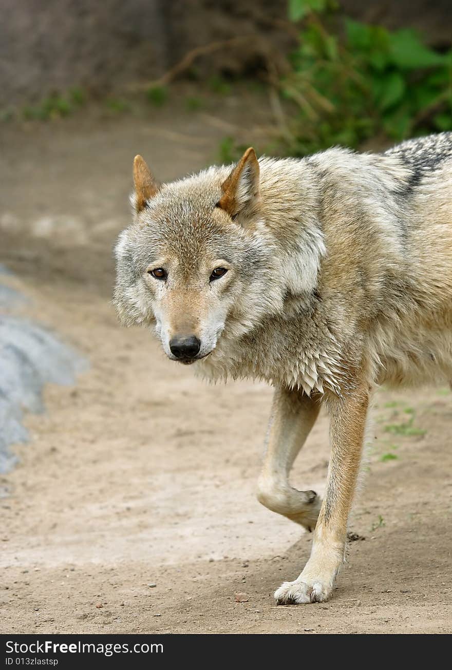 Wolf. Russian nature, wilderness world.