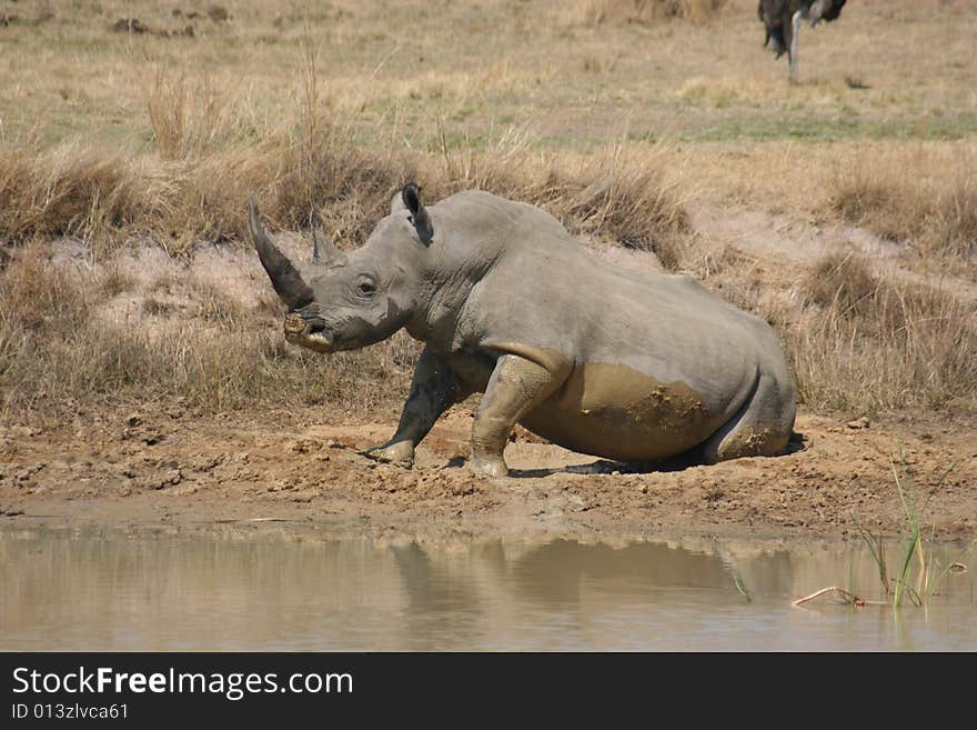 Rhino standing up after having taken a mud bath. Rhino standing up after having taken a mud bath