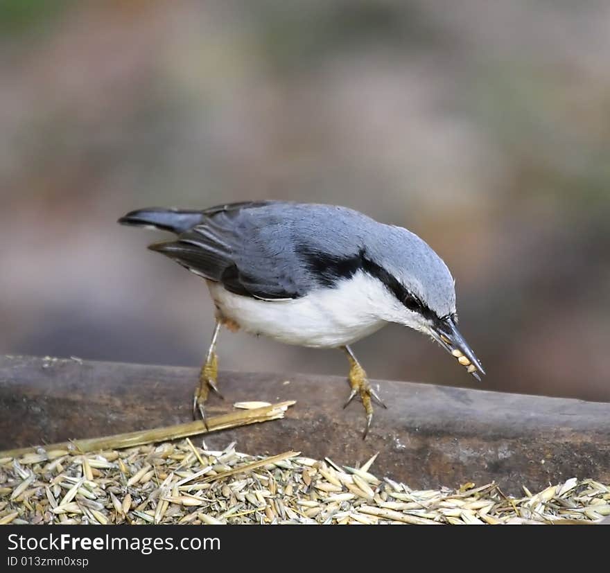 Nuthatch.