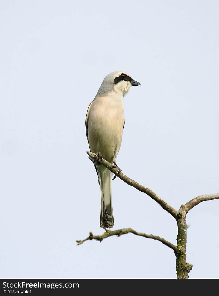 Bird on the branch. Russian nature, wilderness world.