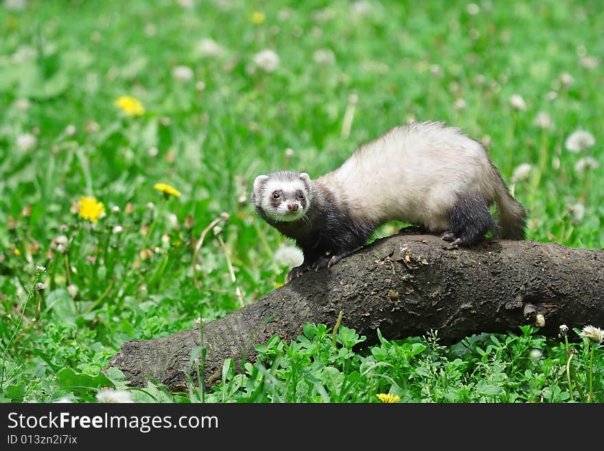 Polecat. Russian nature, wilderness world.