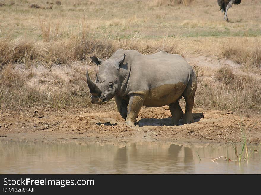 Rhino standing up after having taken a mudbath. Rhino standing up after having taken a mudbath.