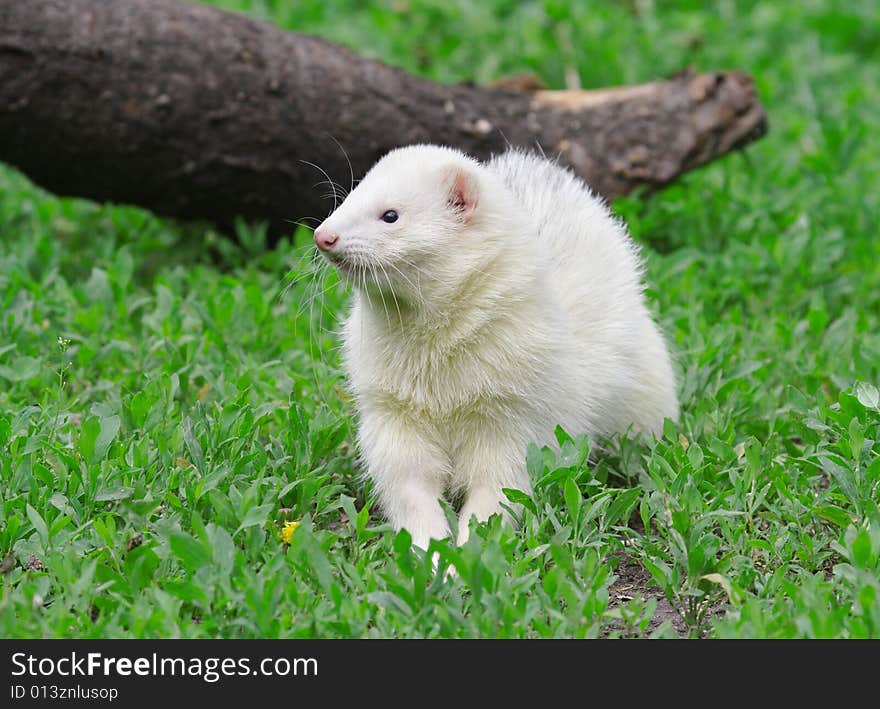 Polecat. Russian nature, wilderness world.