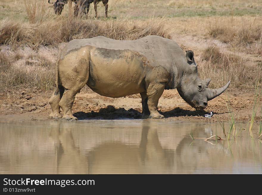 A very muddy Rhino. He has just taken a mud bath. A very muddy Rhino. He has just taken a mud bath.