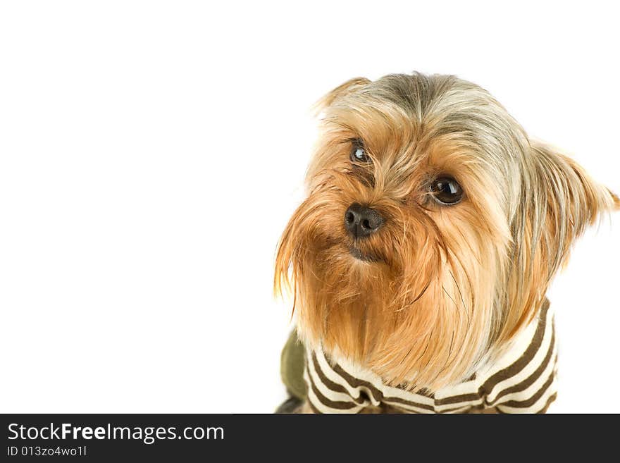 Purebred dog (Yorkshire terrier) isolated on white