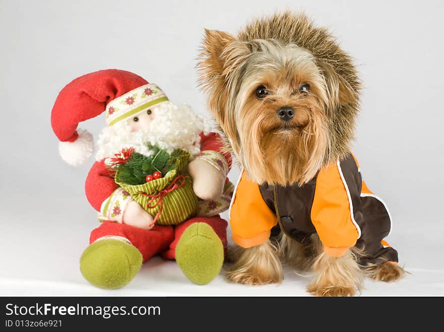 Dressed dog (Yorkshire terrier) with Santa on gray