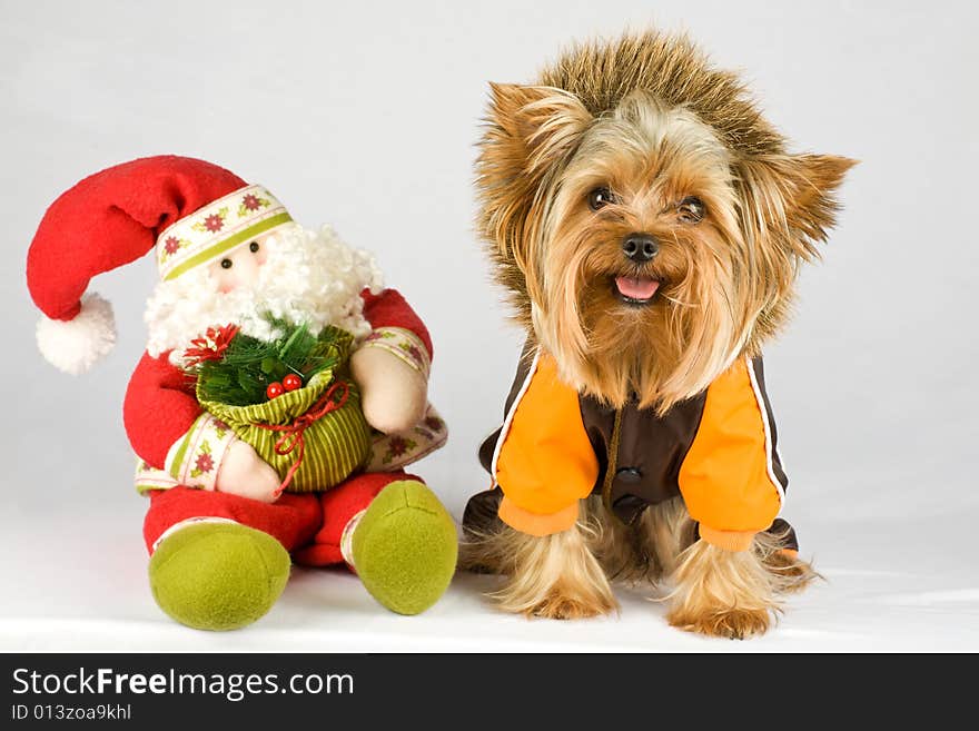 Dressed dog (Yorkshire terrier) with Santa on gray