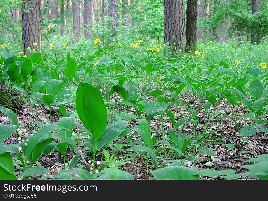 Lily of the valley. Russian nature, wilderness world.