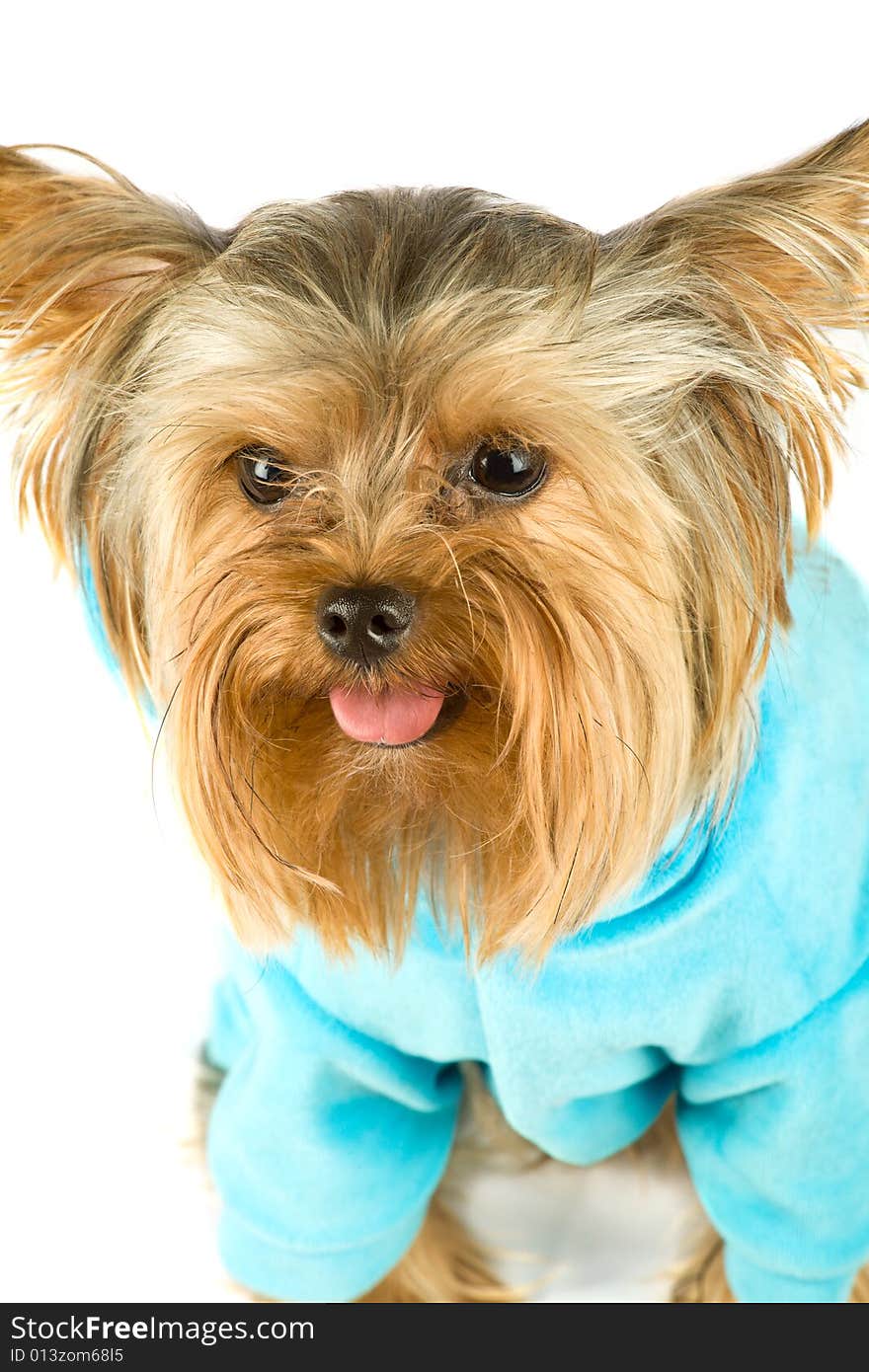 Purebred dog (Yorkshire terrier) dressed in jacket isolated on white