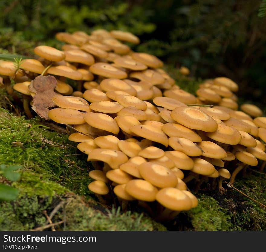 Honey agarics