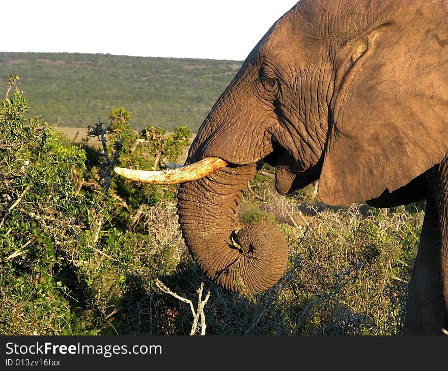 African elephant eating bush in the wild