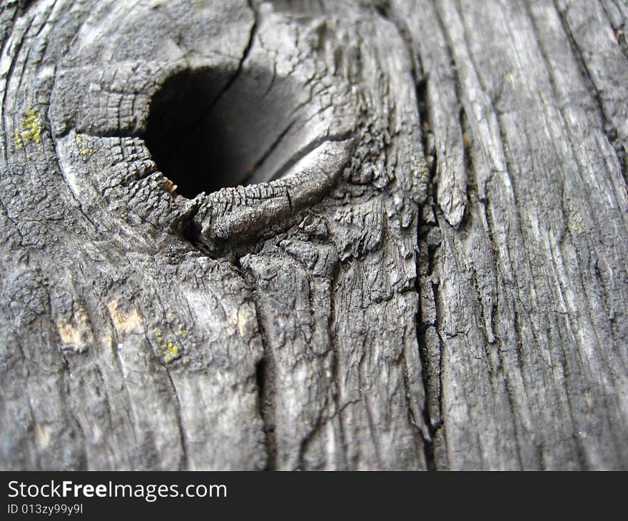 Wood Bark