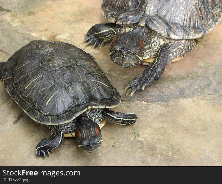 A couple of turtles sitting og the floor. A couple of turtles sitting og the floor